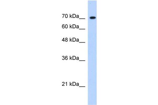 anti-Lysine (K)-Specific Demethylase 6B (Kdm6b) (Middle Region) antibody