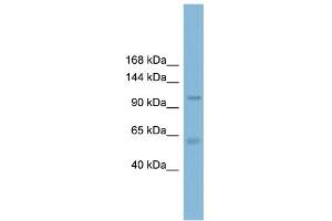 Image no. 1 for anti-Chloride Channel Accessory 2 (CLCA2) (C-Term) antibody (ABIN2776187)