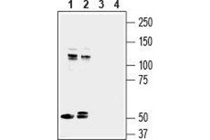 Astrotactin 1 (ASTN1) (AA 1068-1080), (C-Term), (Extracellular) anticorps