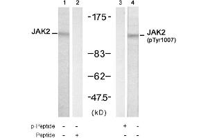 Image no. 1 for anti-Janus Kinase 2 (JAK2) (Tyr1007) antibody (ABIN319309)