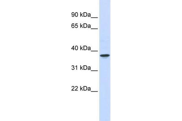 THOC6 antibody  (Middle Region)