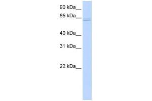 Image no. 4 for anti-TNF Receptor-Associated Factor 6 (TRAF6) (Middle Region) antibody (ABIN2779305)