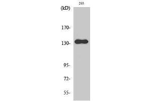 Image no. 1 for anti-Zinc Finger, MYND-Type Containing 8 (ZMYND8) (Internal Region) antibody (ABIN3186648)
