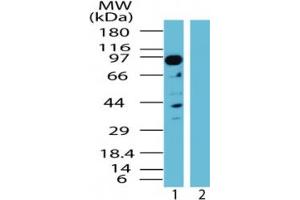 Image no. 1 for anti-TGF-beta Activated Kinase 1/MAP3K7 Binding Protein 3 (TAB3) (AA 50-100) antibody (ABIN207680)