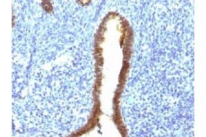 Image no. 1 for anti-Asparaginase Like 1 (ASRGL1) antibody (ABIN4949449)