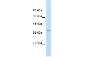 Image no. 1 for anti-FK506 Binding Protein 6, 36kDa (FKBP6) (Middle Region) antibody (ABIN2775685)