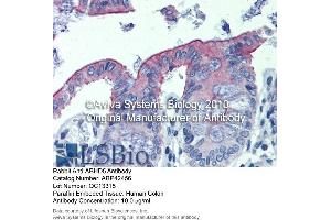 Image no. 1 for anti-Abhydrolase Domain Containing 5 (ABHD5) (C-Term) antibody (ABIN2775425)