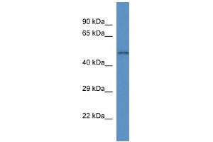 Image no. 1 for anti-Solute Carrier Family 35, Member F3 (SLC35F3) (C-Term) antibody (ABIN2781735)