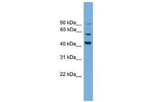 Image no. 1 for anti-Taxilin gamma (TXLNG) (N-Term) antibody (ABIN2780160)