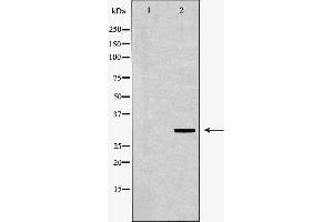 anti-Polymerase (RNA) II (DNA Directed) Polypeptide C, 33kDa (POLR2C) (Internal Region) antibody