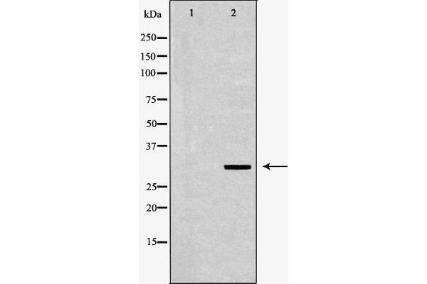 POLR2C antibody  (Internal Region)