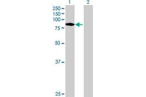 Image no. 1 for anti-Transducin-Like Enhancer Protein 2 (TLE2) (AA 1-743) antibody (ABIN520953)