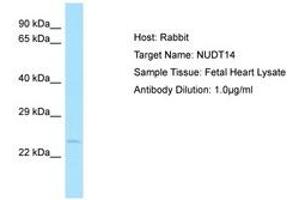 Image no. 1 for anti-Nudix (Nucleoside Diphosphate Linked Moiety X)-Type Motif 14 (NUDT14) (AA 151-200) antibody (ABIN6749899)