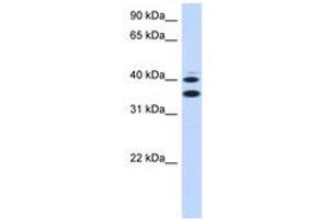 SLC25A32 antibody  (AA 215-264)