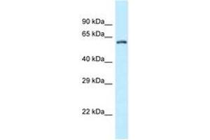 Image no. 1 for anti-Zinc Finger CCCH-Type Containing 12A (ZC3H12A) (AA 320-369) antibody (ABIN6747796)
