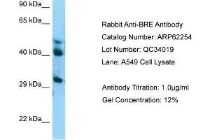 Image no. 1 for anti-Brain and Reproductive Organ-Expressed (TNFRSF1A Modulator) (BRE) (C-Term) antibody (ABIN2789082)