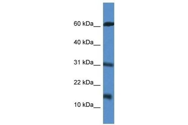 anti-Caspase Recruitment Domain Family, Member 17 (CARD17) (Middle Region) antibody