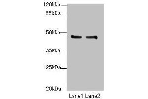 GPR34 Antikörper  (AA 1-61)