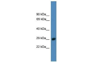 Image no. 1 for anti-Proteasome (Prosome, Macropain) 26S Subunit, Non-ATPase, 9 (PSMD9) (C-Term) antibody (ABIN2788032)