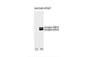 Image no. 2 for anti-Mitogen-Activated Protein Kinase 1/3 (MAPK1/3) (pThr202), (pTyr204) antibody (ABIN389990)