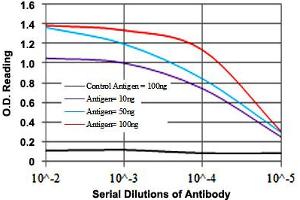 anti-Myelin Basic Protein (MBP) antibody