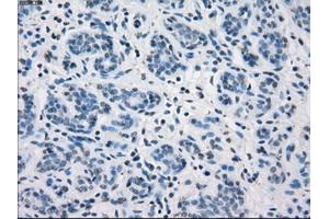 Image no. 1 for anti-Fc Fragment of IgG, Low Affinity IIa, Receptor (CD32) (FCGR2A) antibody (ABIN2717825)
