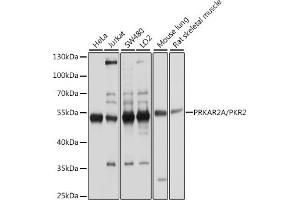 Western blot analysis of extracts of various cell lines, using PKA RIIα (PRKA)/PKR2 antibody (ABIN1513416, ABIN3022083, ABIN3022084 and ABIN5663933) at 1:1000 dilution.