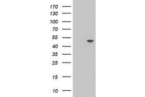 Image no. 1 for anti-Adipocyte Plasma Membrane Associated Protein (APMAP) antibody (ABIN1496665)