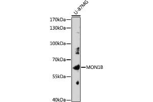 MON1B anticorps  (AA 481-547)