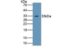 C1QBP Antikörper  (AA 76-282)