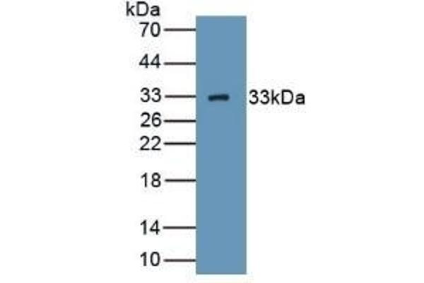 C1QBP 抗体  (AA 76-282)