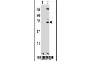 Image no. 1 for anti-Kallikrein 6 (KLK6) (AA 1-30), (N-Term) antibody (ABIN652195)