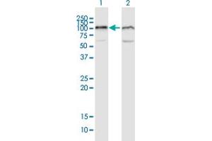 Western Blot analysis of UBA2 expression in transfected 293T cell line by UBA2 MaxPab polyclonal antibody.