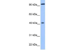 Image no. 1 for anti-Pygopus Homolog 1 (Drosophila) (PYGO1) (N-Term) antibody (ABIN2784246)