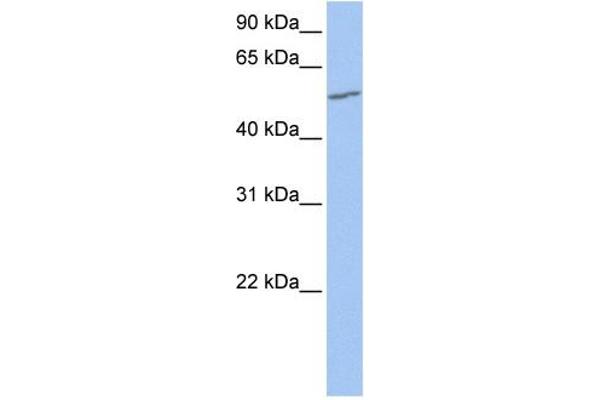 anti-UDP Glucuronosyltransferase 2 Family, Polypeptide A3 (UGT2A3) (N-Term) antibody