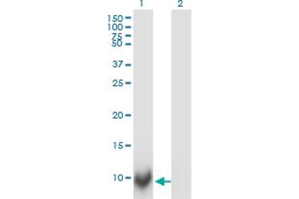 anti-Polymerase (RNA) II (DNA Directed) Polypeptide J, 13.3kDa (POLR2J) (AA 1-117) antibody