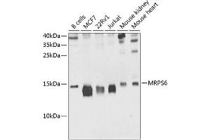 MRPS6 Antikörper  (AA 1-125)