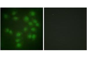 Immunofluorescence analysis of HuvEc cells, using PTTG1 Antibody.