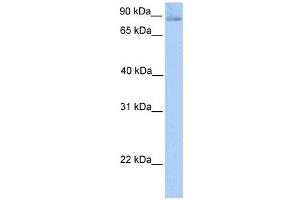 Image no. 1 for anti-SLIT and NTRK-Like Family, Member 1 (SLITRK1) (N-Term) antibody (ABIN635858)