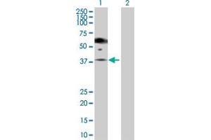 Image no. 2 for anti-Pepsinogen 5, Group I (Pepsinogen A) (PGA5) (AA 1-388) antibody (ABIN518823)