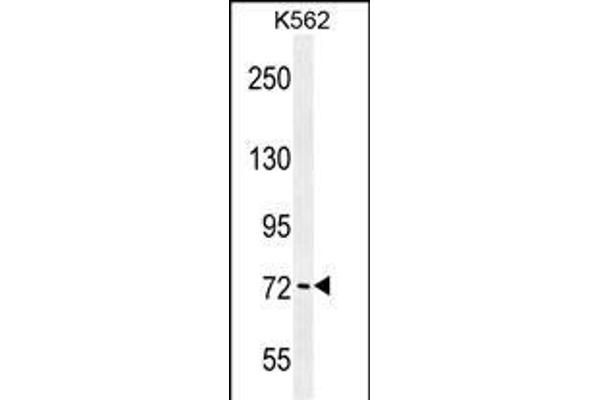PAK6 antibody  (AA 268-297)