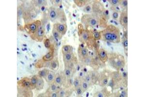 Image no. 2 for anti-Disrupted in Schizophrenia 1 (DISC1) (AA 151-340) antibody (ABIN1858640)