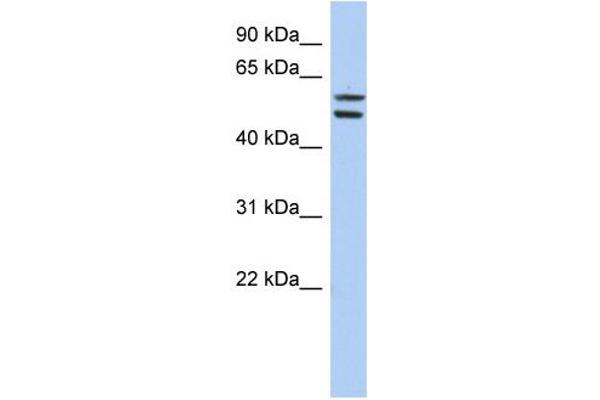 anti-Zinc Finger Protein 513 (ZNF513) (Middle Region) antibody