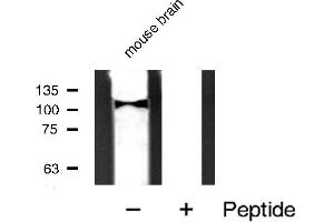PPP1R12A antibody  (C-Term)