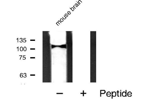 anti-Myosin Phosphatase, Target Subunit 1 (PPP1R12A) (C-Term) antibody