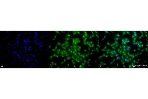 Immunocytochemistry/Immunofluorescence analysis using Rat Anti-TCP1-alpha Monoclonal Antibody, Clone 23c .