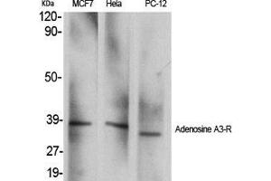 Image no. 2 for anti-Adenosine A3 Receptor (ADORA3) (C-Term) antibody (ABIN3183191)