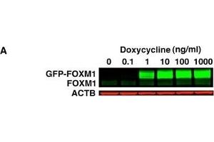 Generation of inducible GFP-FOXM1 expressing HEK293 cell lines.