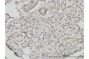 Image no. 7 for anti-Slingshot Homolog 3 (SSH3) (AA 293-391) antibody (ABIN565792)