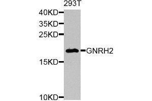 Image no. 3 for anti-Gonadotropin-Releasing Hormone 2 (GnRH2) antibody (ABIN6141259)